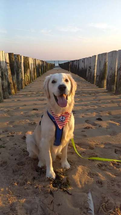 Wo sind die Golden Retriever Liebhaber?-Beitrag-Bild