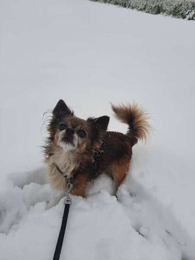 Hundetreffen-Gassi Runde in der nähe von tulln-Bild