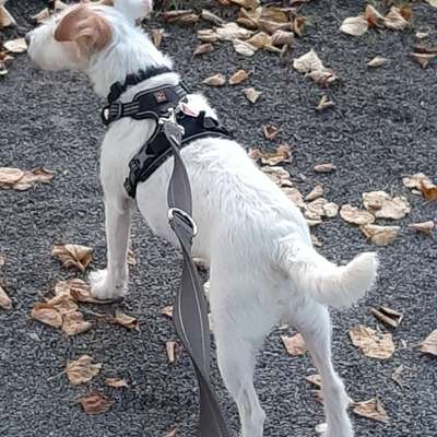 Hundetreffen-Gassi und spielen Treffen-Bild