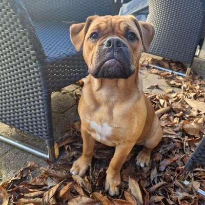 Hundetreffen-Sozialkontakte/Spielpartner gesucht :)-Bild