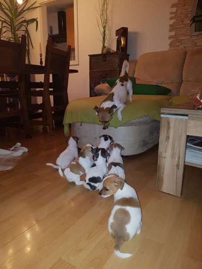 Warum werden immernoch so viele Hunde gezüchtet?-Beitrag-Bild