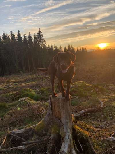 Hundetreffen-Spielrunde-Bild