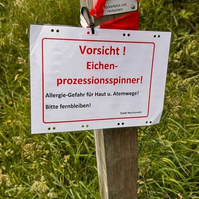 Giftköder-Eichenprozessionsspinner-Bild