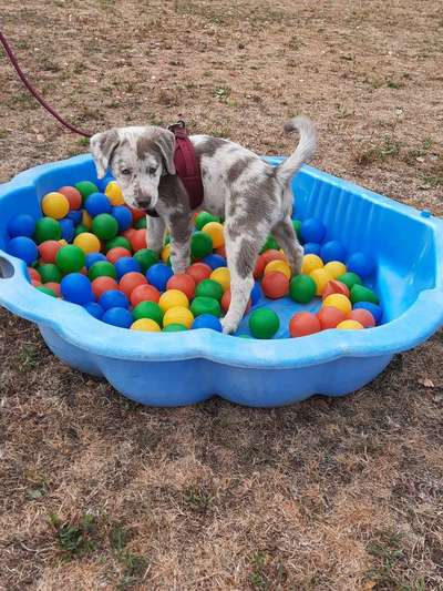 Labradorfans-Beitrag-Bild