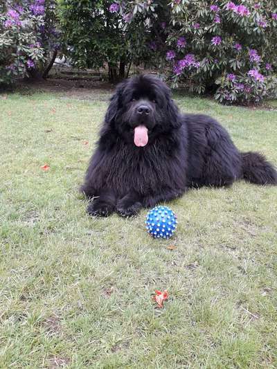 Neufundländer Freunde!-Beitrag-Bild