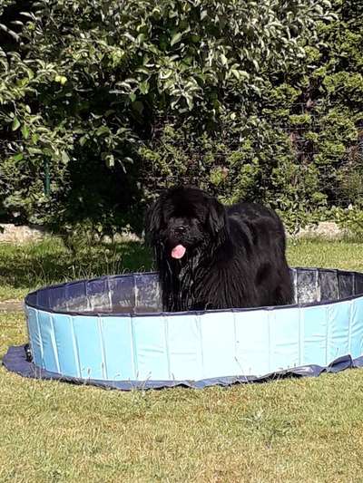 Wie kamt ihr auf die Rasse eures Hundes?-Beitrag-Bild