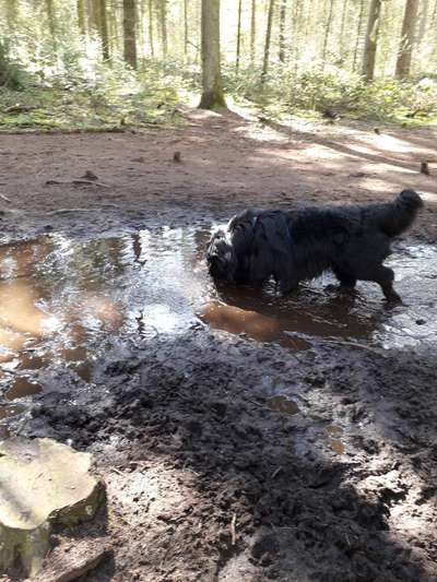 Neufundländer Freunde!-Beitrag-Bild