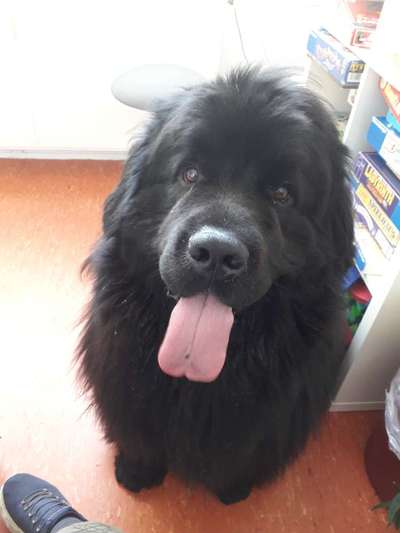 Wie kamt ihr auf die Rasse eures Hundes?-Beitrag-Bild