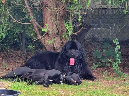 Bester Freund, Hundekumpel - zeigt her!-Beitrag-Bild
