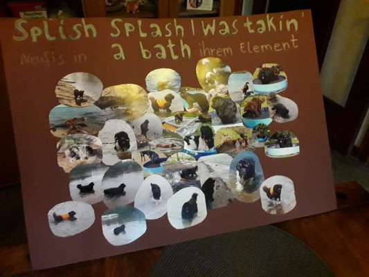 Neufundländer Freunde!-Beitrag-Bild