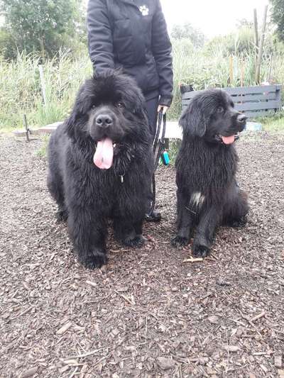 Neufundländer Freunde!-Beitrag-Bild