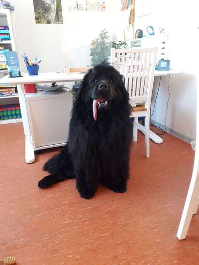 Neufundländer Freunde!-Beitrag-Bild