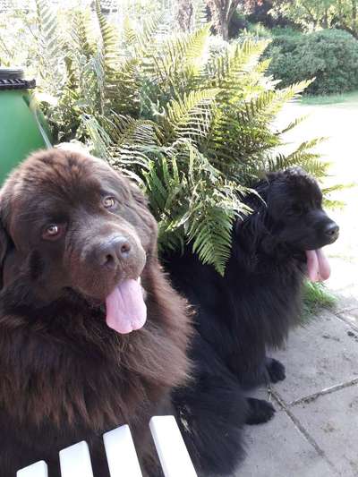 Wie kamt ihr auf die Rasse eures Hundes?-Beitrag-Bild