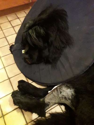 Neufundländer Freunde!-Beitrag-Bild