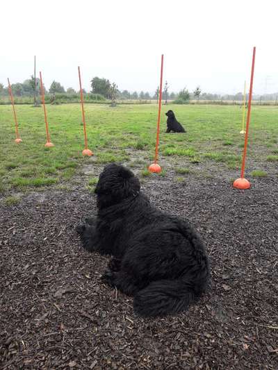 Neufundländer Freunde!-Beitrag-Bild