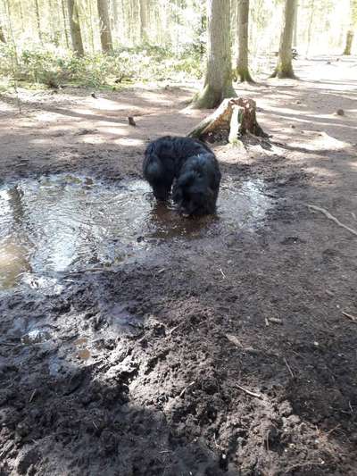 Neufundländer Freunde!-Beitrag-Bild