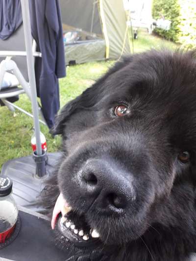 Neufundländer Freunde!-Beitrag-Bild