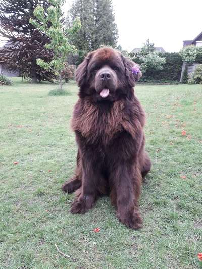 Neufundländer Freunde!-Beitrag-Bild