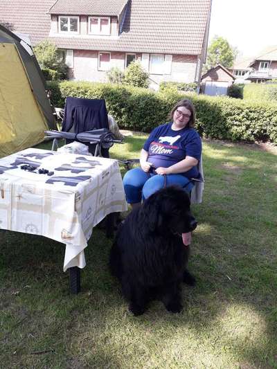 Neufundländer Freunde!-Beitrag-Bild