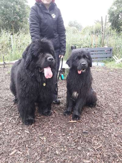 Neufundländer Freunde!-Beitrag-Bild