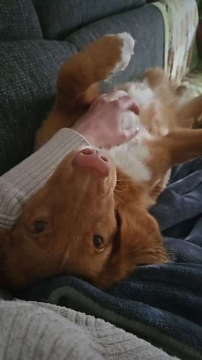 Dogorama Photo Challenge - Frühjahrsmüdigkeit-Beitrag-Bild