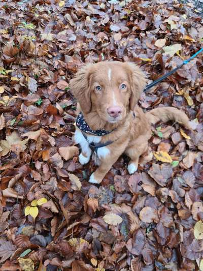 Nova Scotia Duck Tolling Retriever-Beitrag-Bild