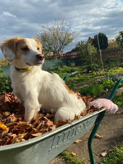 Auslandstierschutz-Beitrag-Bild