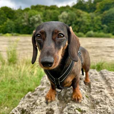 Hundetreffen-Dackel Social Walk/Play Date-Bild