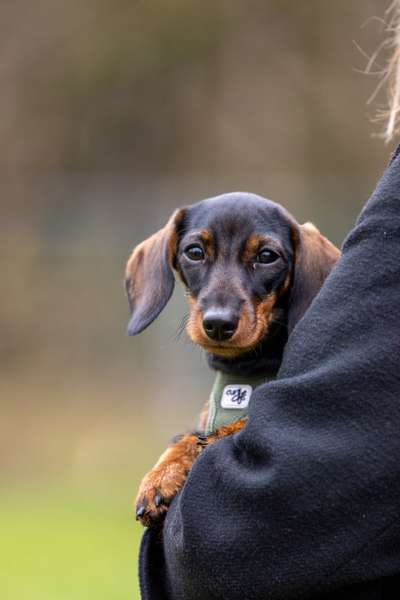 Hundetreffen-Dackel Play Date-Bild