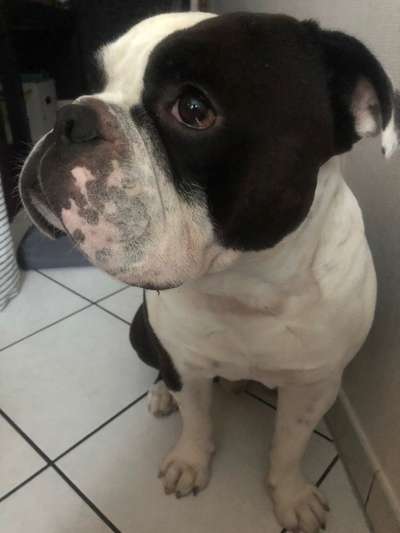 Olde English Bulldogge-Beitrag-Bild