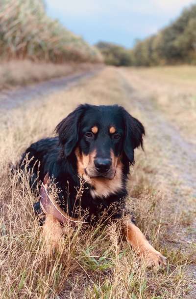 Hovawarts-Beitrag-Bild