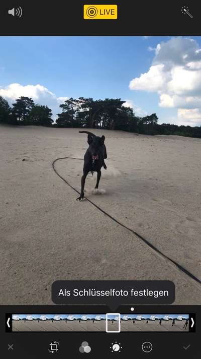 Die Dogorama Wochen Challenge: “Dein Hund im Urlaub”-Beitrag-Bild