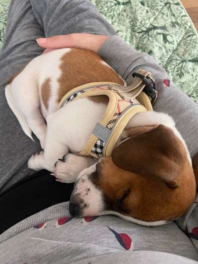 Welpen Bilder !-Beitrag-Bild