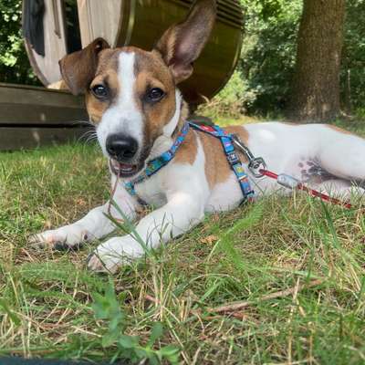 Wo sind die Jack und Parson Russell Terrier?-Beitrag-Bild