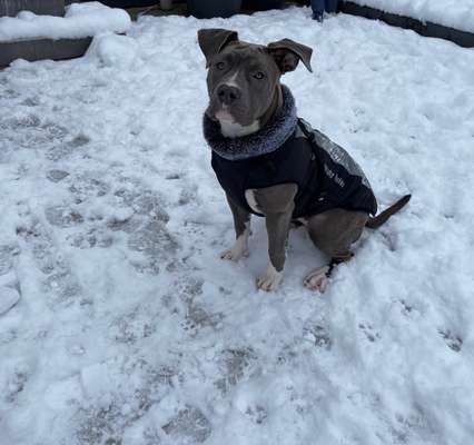 Wo sind meine AMERICAN BULLDOGS?-Beitrag-Bild