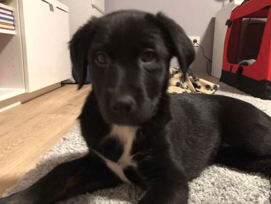 Labradorfans-Beitrag-Bild