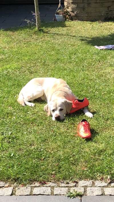 Labradorfans-Beitrag-Bild