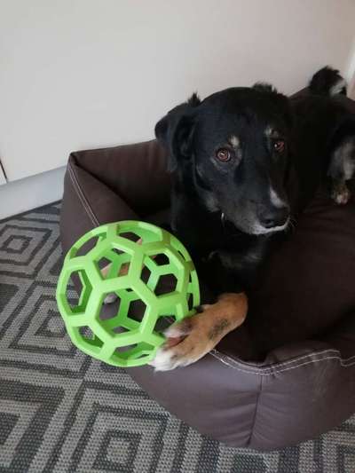 Kuscheltiere für den Hund-Beitrag-Bild