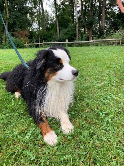 Hundetreffen-Hundefreunde gesucht-Bild