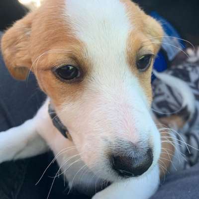 Giftköder-Hundeversicherung-Bild