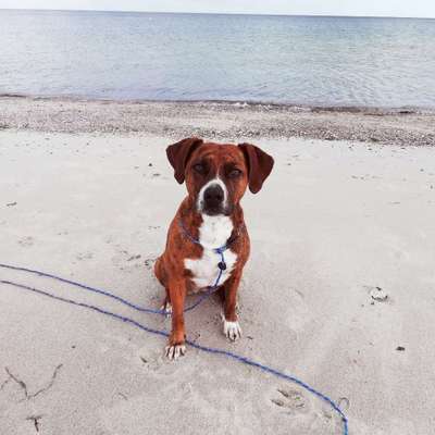 Hundetreffen-Social Walk-Bild