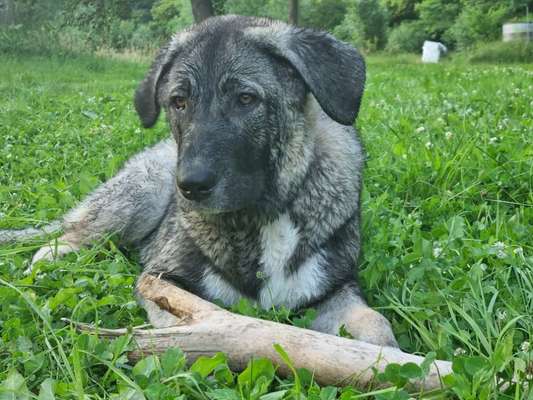 Germanischer Bärenhund-Beitrag-Bild