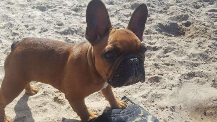 Welpen Bilder !-Beitrag-Bild