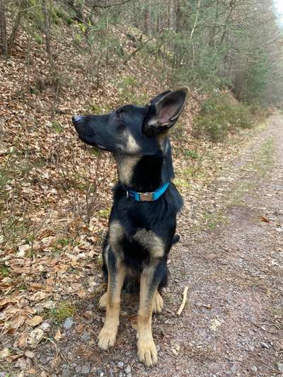 Schäferhund-Beitrag-Bild