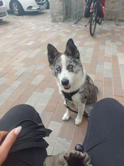 Zeigt her eure Junghunde :)-Beitrag-Bild