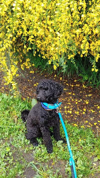 Alles rund um den Pudel-Beitrag-Bild