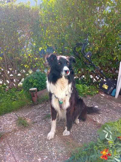 Gibt's hier noch mehr Border Collies???-Beitrag-Bild