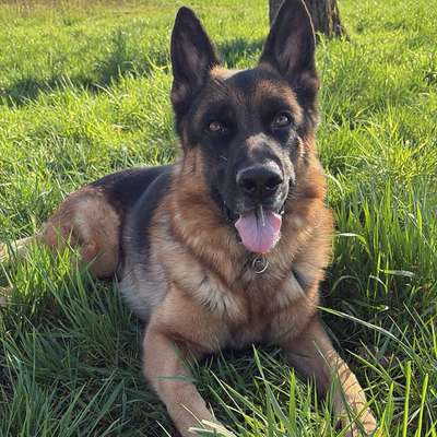 Hundetreffen-Hundebegegnung Training-Bild