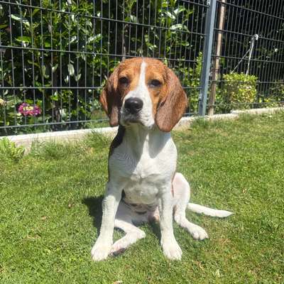 Hundetreffen-Spielpartner/in für Betty gesucht🐾-Bild