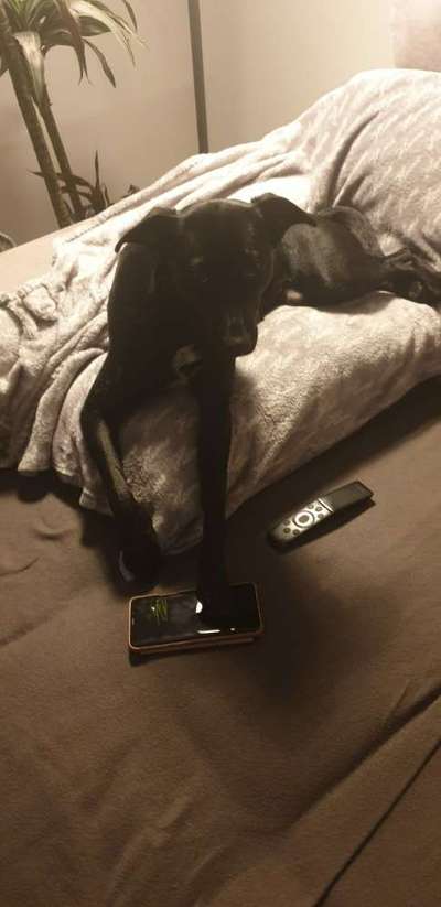 Challenge Nr. 20 - Mein Hund, der Dieb-Beitrag-Bild